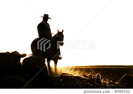 Cattle Round Up 9496502