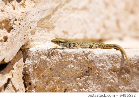 Lizard Lizard 9496552