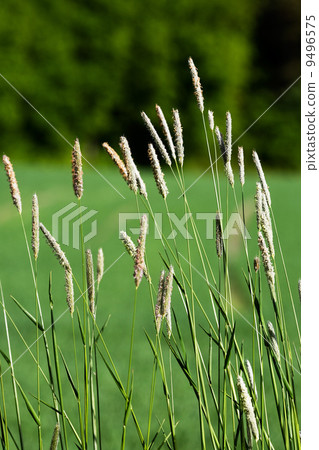 Wild Grass Background 9496575