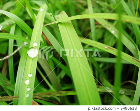 Water Drop on Grass 9496628