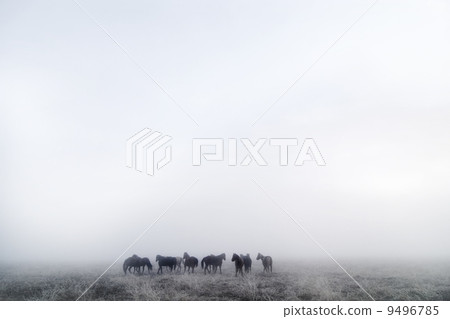 Prairie Horses 9496785