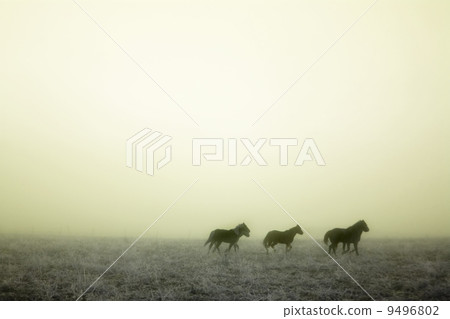 Gallping in the Mist 9496802