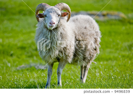 Sheep with Horns 9496839