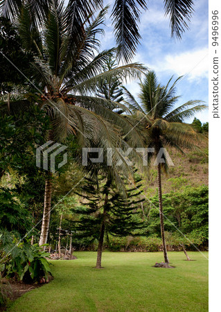 Tropical Back Yard 9496996