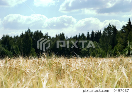Wheat Field Background Wheat Field Background 9497087