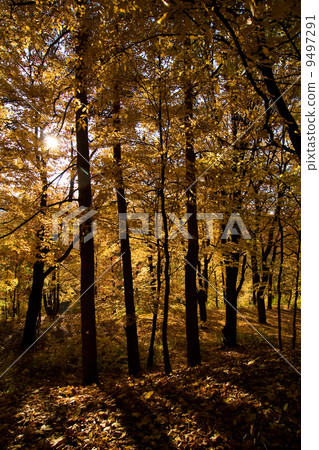 Golden Forest Golden Forest 9497291
