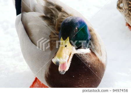 Mad Mallard Duck Mad Mallard Duck 9497456