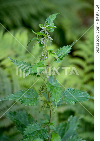 Stinging Nettle Detail Stinging Nettle Detail 9497514