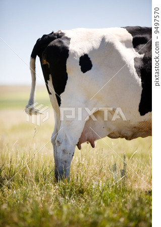 Cow Swatting Flies 9497570