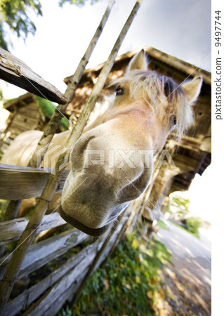 Crazy Horse 9497744