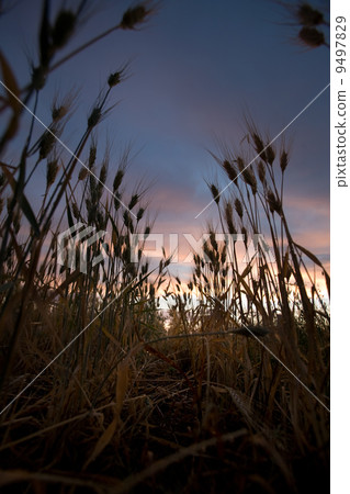 Wheat Field Sunset 9497829