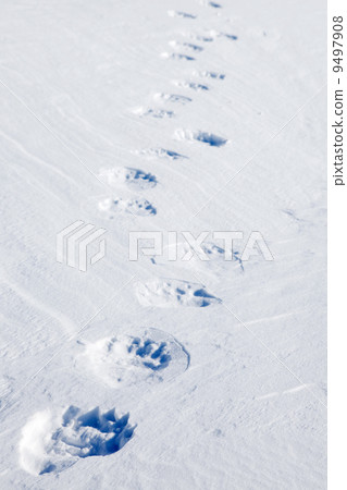 Polar Bear Tracks 9497908