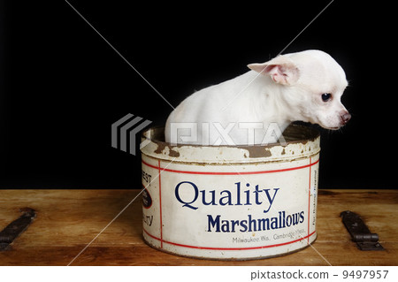 Lonely Chiwawa 9497957