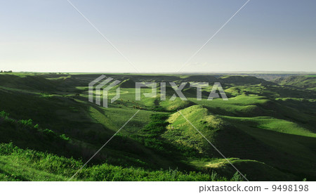 Cattle Round Up 9498198