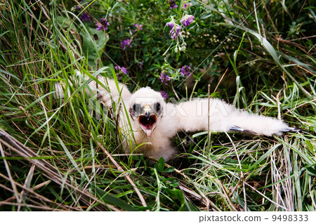 Prairie Falcon Chick 9498333