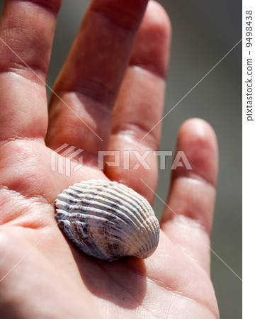 Shell in Hand 9498438