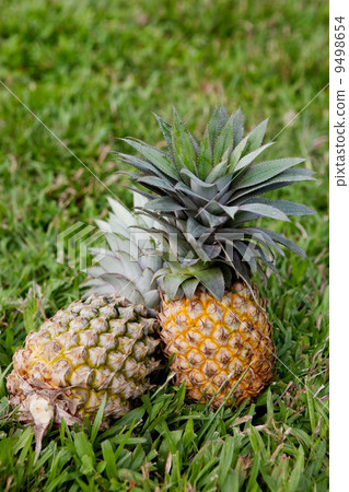 Pineapple 9498654