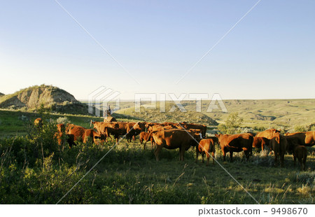 Cattle Round Up 9498670