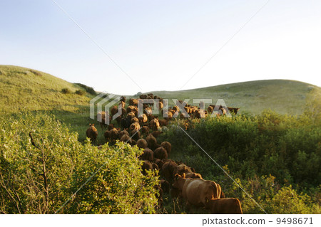 Cattle Round Up 9498671