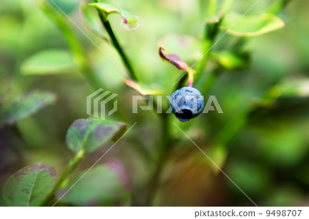 Wild Blueberry Detail Wild Blueberry Detail 9498707
