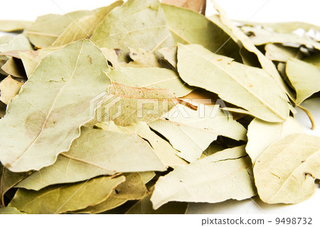 Bay Leaves 9498732