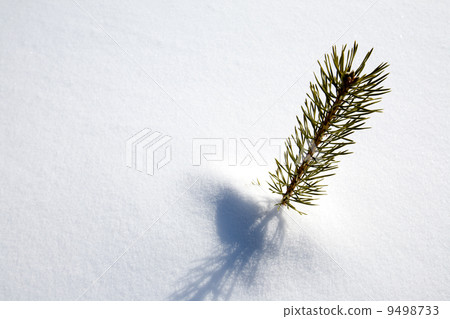 Survival Spruce Tree 9498733