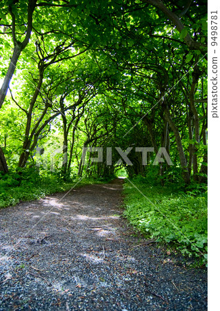 Mystic Path 9498781