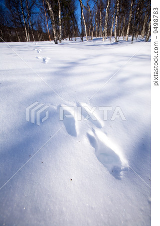 Rabbit Trail in Snow Rabbit Trail in Snow 9498783