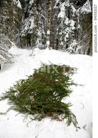Spruce Branch Tent Base 9498887