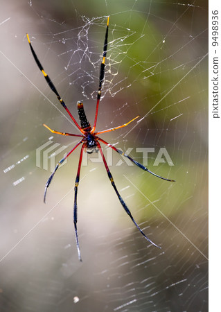 Large Spider in Web Large Spider in Web 9498936