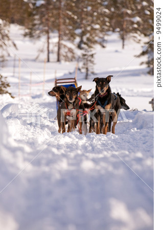 Dog Sled Dog Sled 9499024