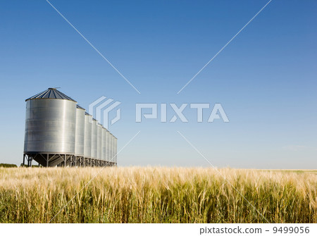 Prairie Harvest 9499056