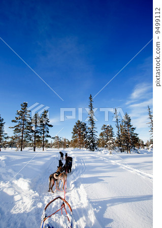 Dog Sled Team Dog Sled Team 9499112