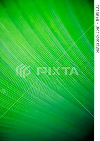 Leaf Texture Leaf Texture 9499133