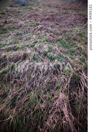 Frozen Grass Background 9499181