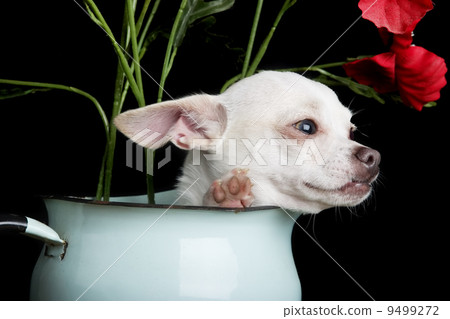 Chihuahua Chihuahua 9499272