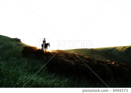 Cattle Round Up Cattle Round Up 9499373