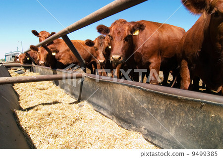 Feeding Bunks 9499385