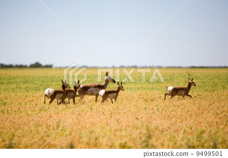 Pronghorn Antelope Family Pronghorn Antelope Family 9499501