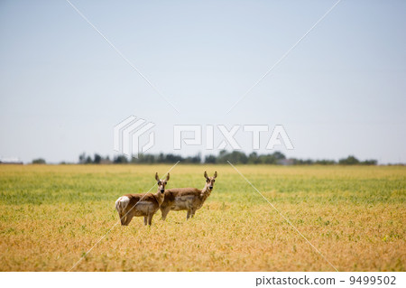 Two Prairie Antelope 9499502