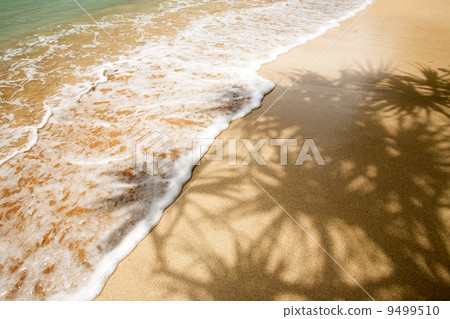 Palm Tree Shadow in Tropics Palm Tree Shadow in Tropics 9499510