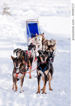 Dog Sled Dog Sled 9499517