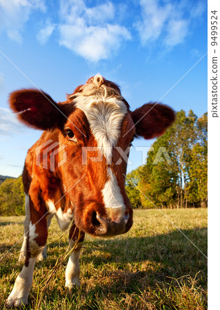 Curios Cow Curios Cow 9499524