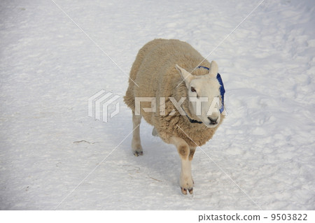 冬羊 9503822