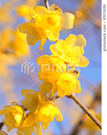 Row by shining in blue sky: Wakuma 9503886