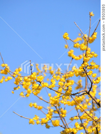 在藍天閃耀的行:Wakuma 在藍天閃耀的行:Wakuma 9503893