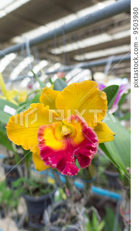 Yellow and red 9503980