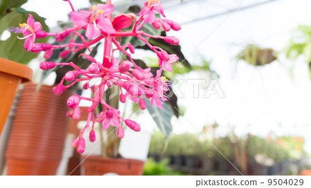 Pink flower 9504029