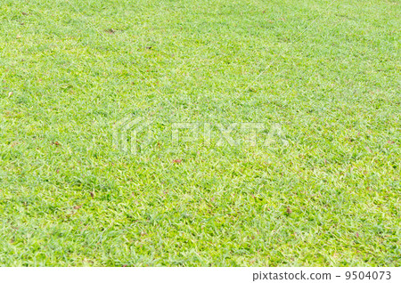 Grass on garden Grass on garden 9504073