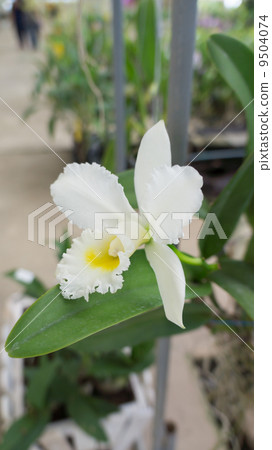 White orchid 9504074